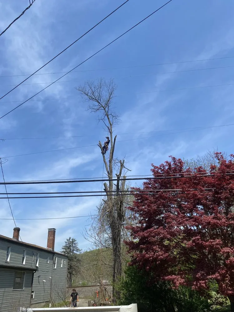 Reliable yard cleanup service in Bridgeville, PA - Almond Branch Landscaping