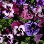 Affordable landscape design experts serving Glen Rock, PA - Almony's Outdoors