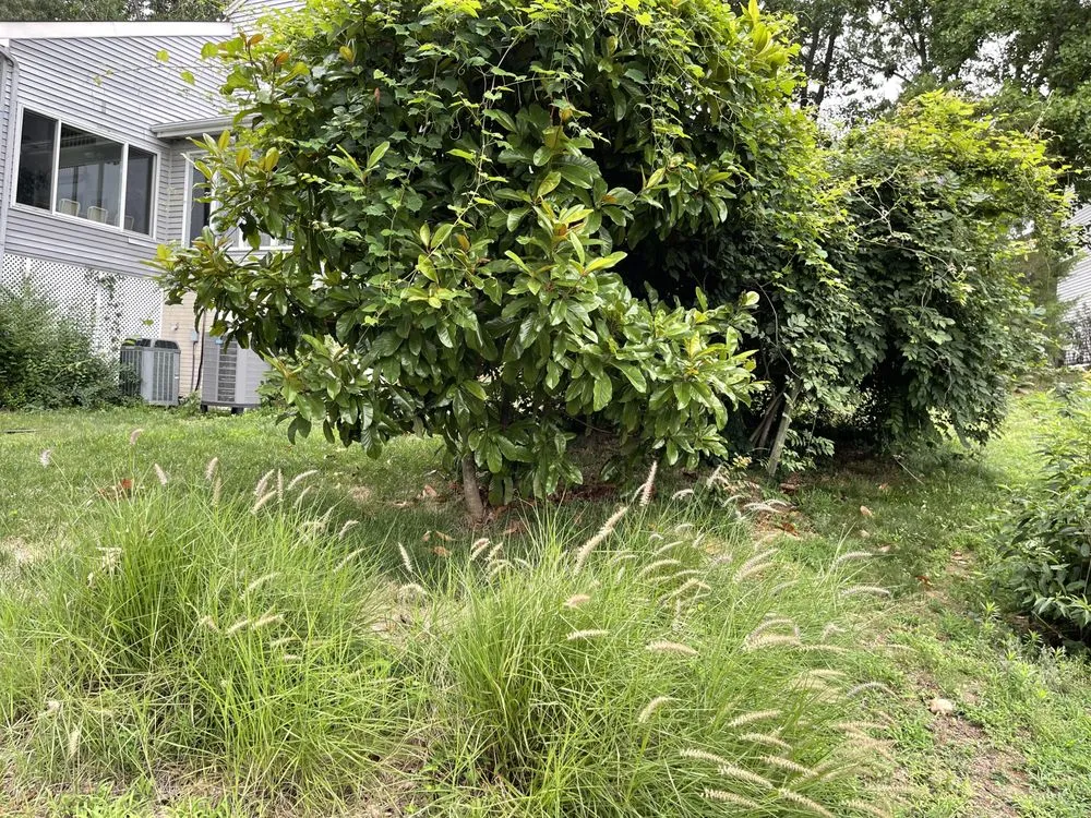 Affordable landscaping services with custom design in Aquia Harbour, VA by Almo’s Lawn Care