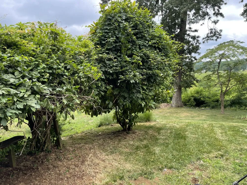 Local landscape design in Aquia Harbour, VA by Almo’s Lawn Care