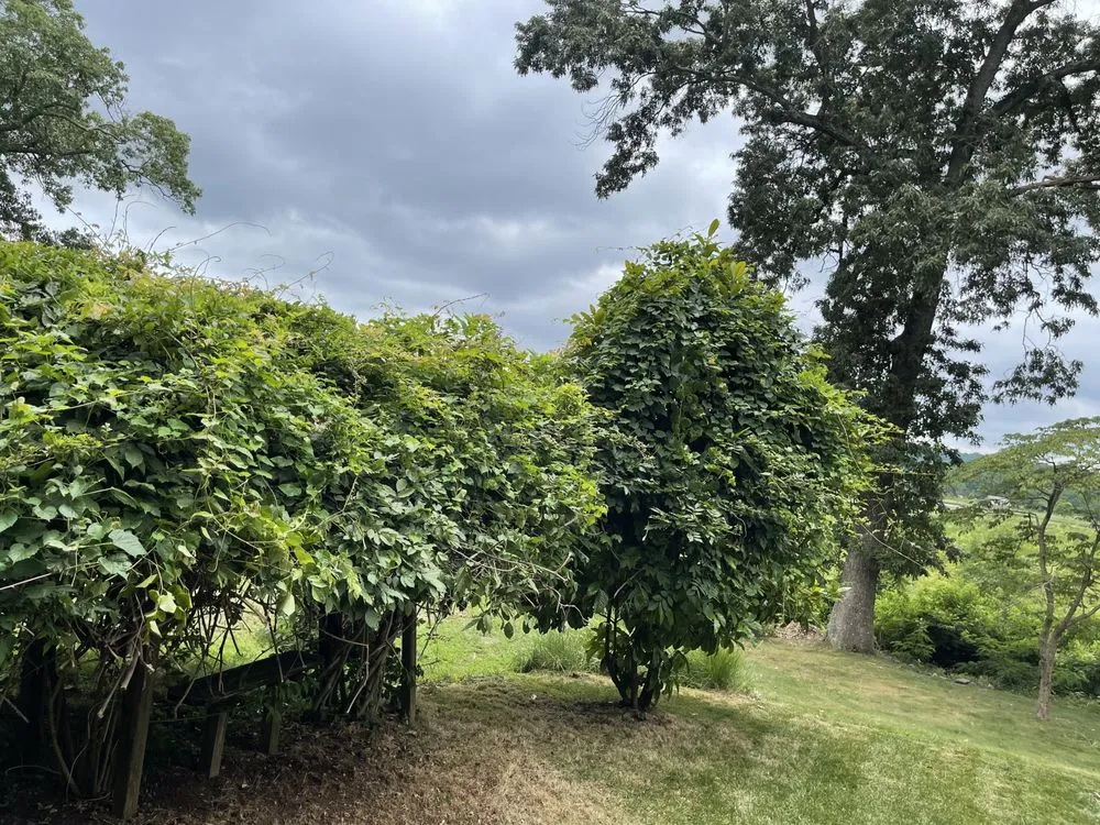 Top-rated landscaping services for beautiful yards in Aquia Harbour, VA by Almo’s Lawn Care