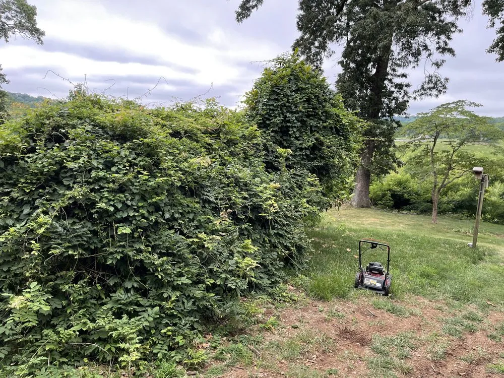 Professional landscaping services in Aquia Harbour, VA - Almo’s Lawn Care