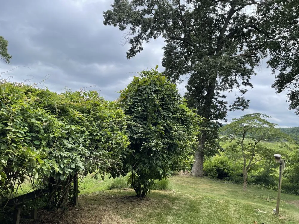 Professional garden landscaping for outdoor upgrades in Aquia Harbour, VA by Almo’s Lawn Care