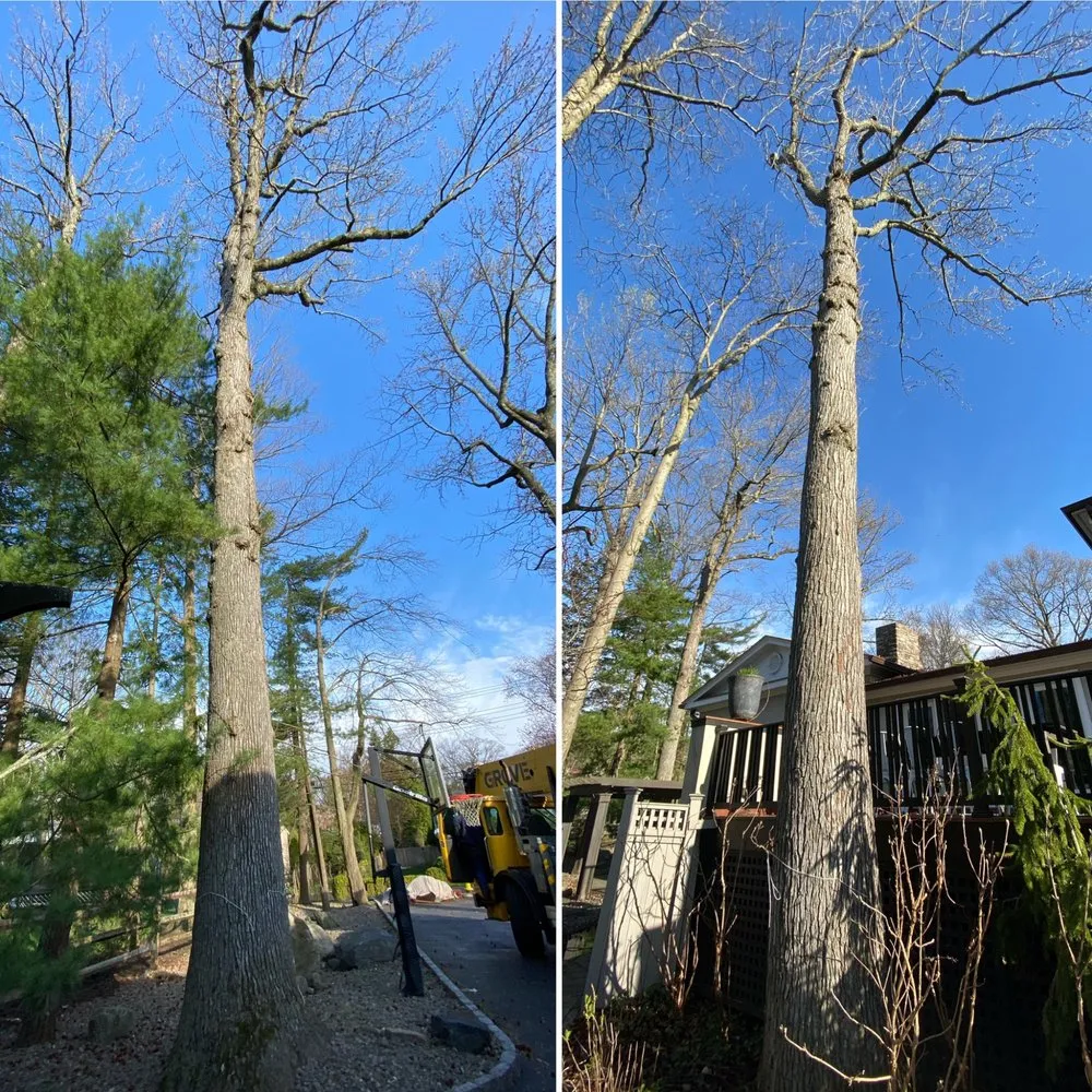 Custom lawn care service experts serving New Rochelle, NY - Almstead Tree & Shrub Care