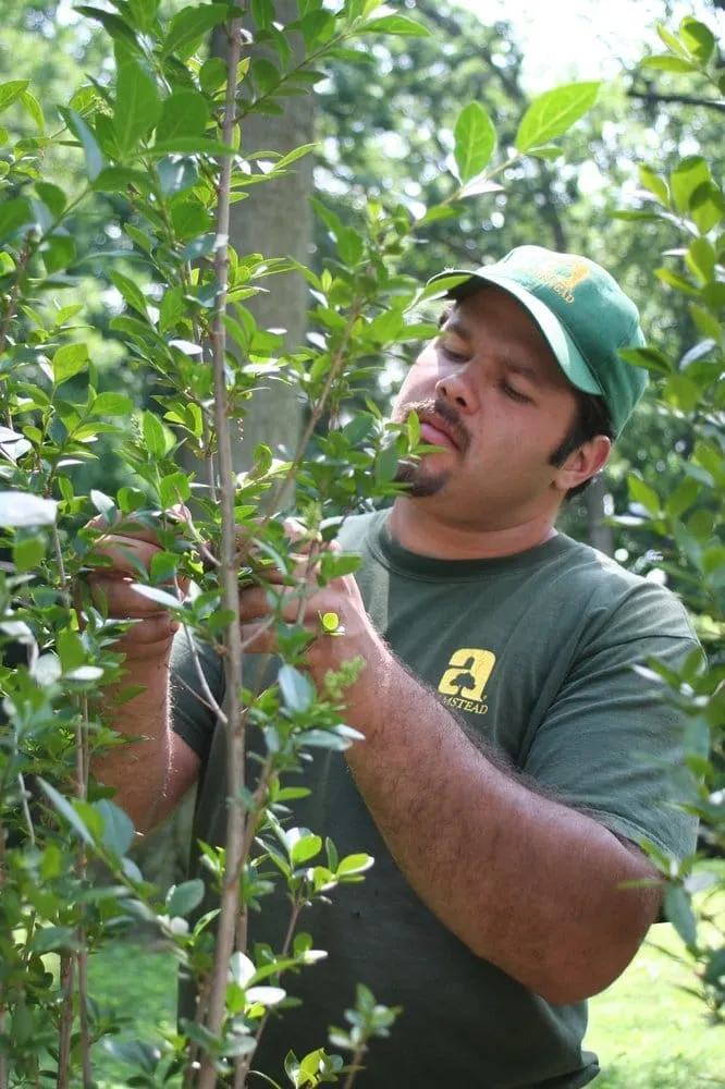 Professional residential landscaping for year-round maintenance across New Rochelle, NY - Almstead Tree & Shrub Care