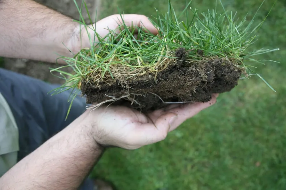 Custom yard cleanup service for outdoor upgrades across New Rochelle, NY - Almstead Tree & Shrub Care