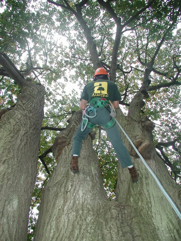 Reliable yard cleanup service in New Rochelle, NY - Almstead Tree & Shrub Care