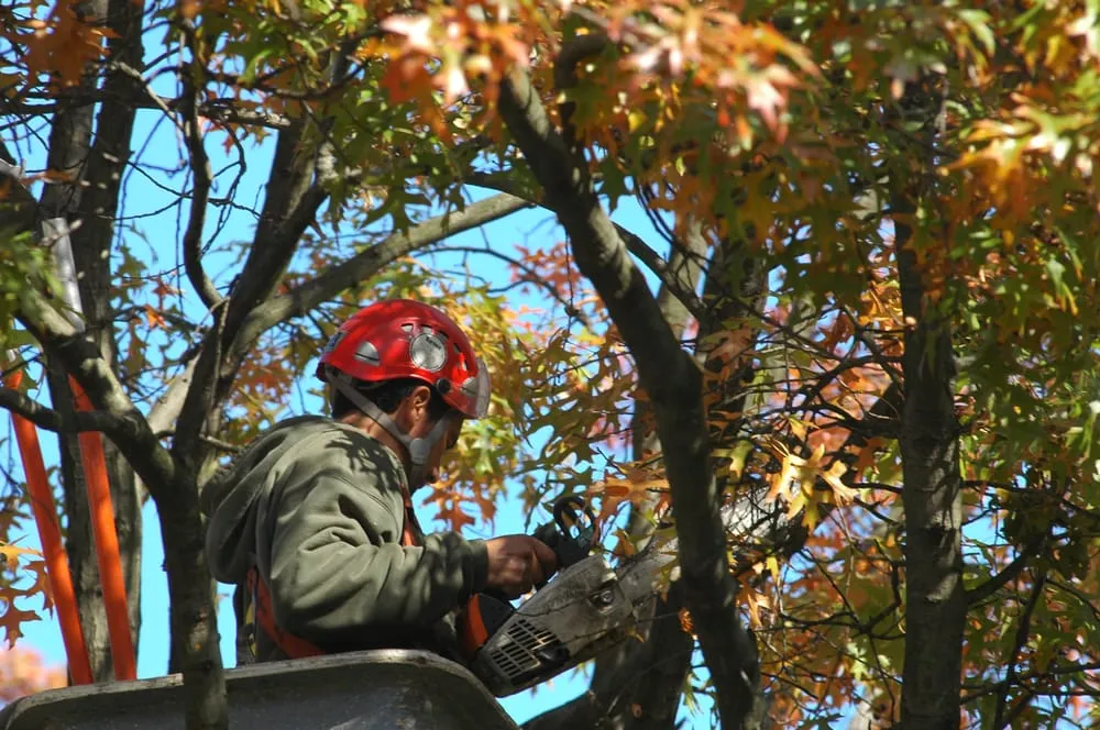 Reliable garden landscaping experts serving New Rochelle, NY - Almstead Tree & Shrub Care
