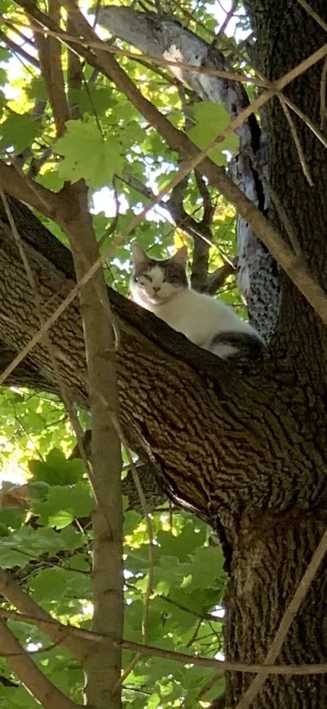 Local yard maintenance with custom design across Hawthorne, NY - Almstead Tree Shrub & Lawn Care