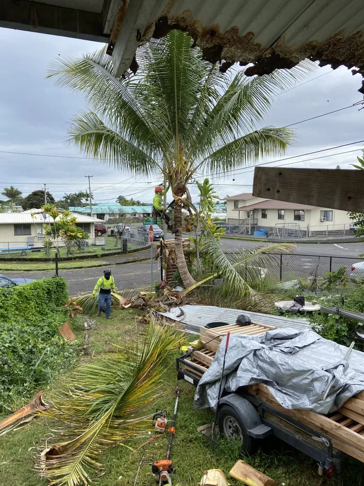 Reliable lawn care service for homes in Keaau, HI by Aloha Aina Tree Service