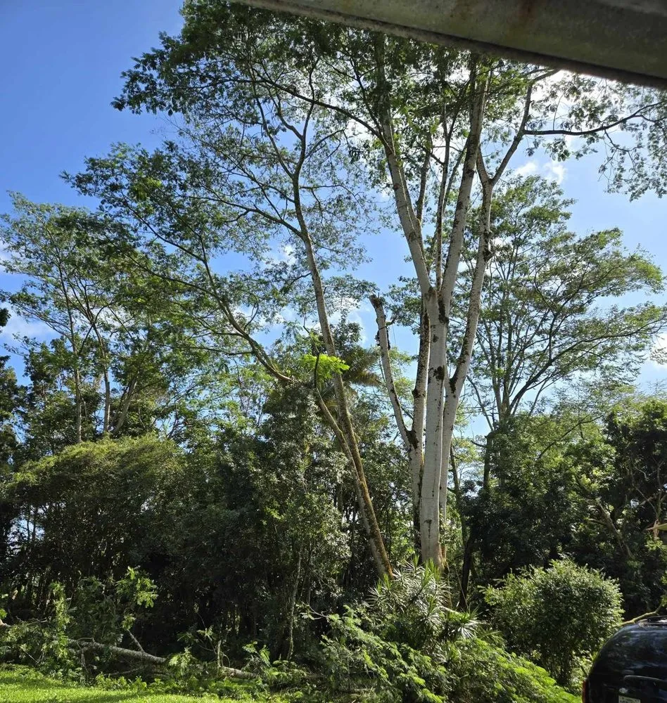 Trusted outdoor landscaping experts serving Keaau, HI - Aloha Aina Tree Service