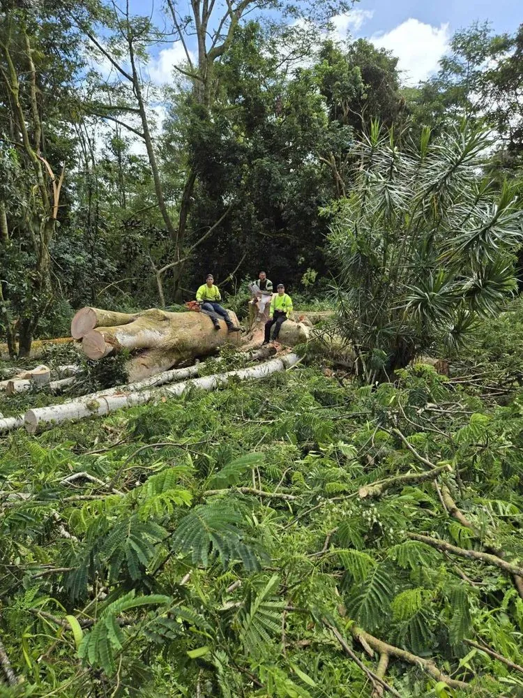 Expert lawn care service for year-round maintenance across Keaau, HI - Aloha Aina Tree Service