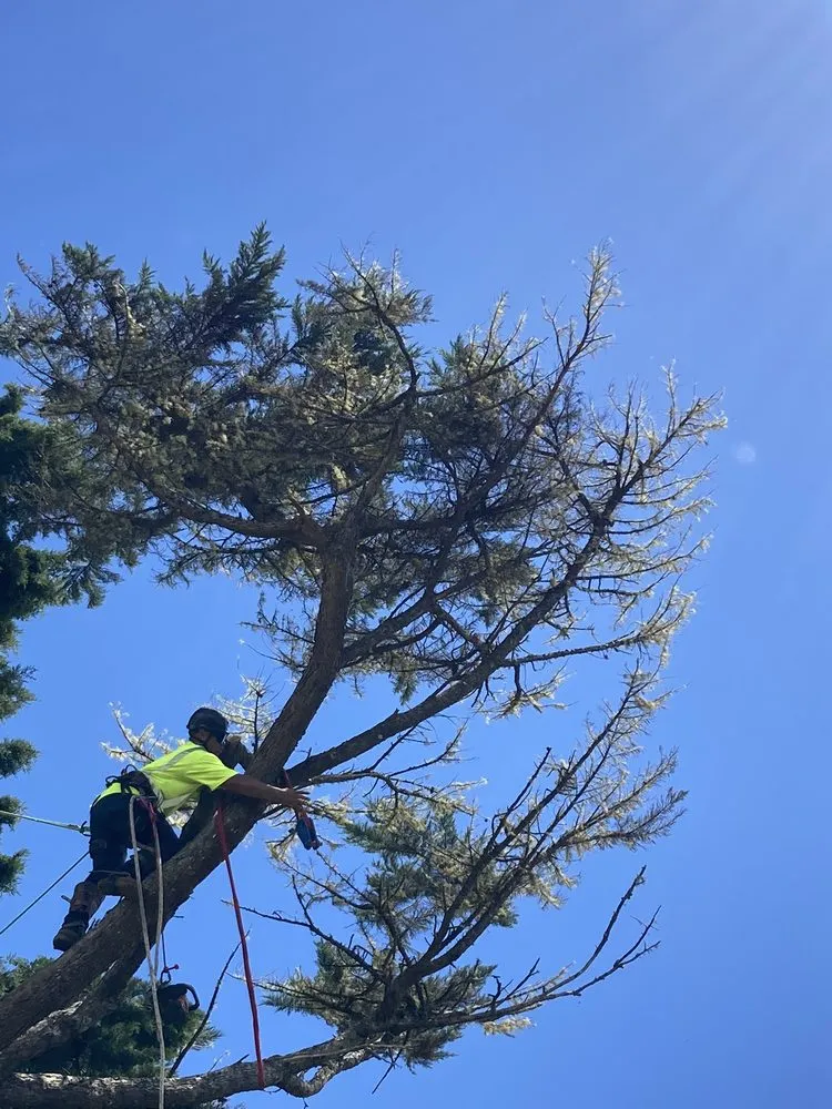 Custom residential landscaping for residential properties across Keaau, HI - Aloha Aina Tree Service
