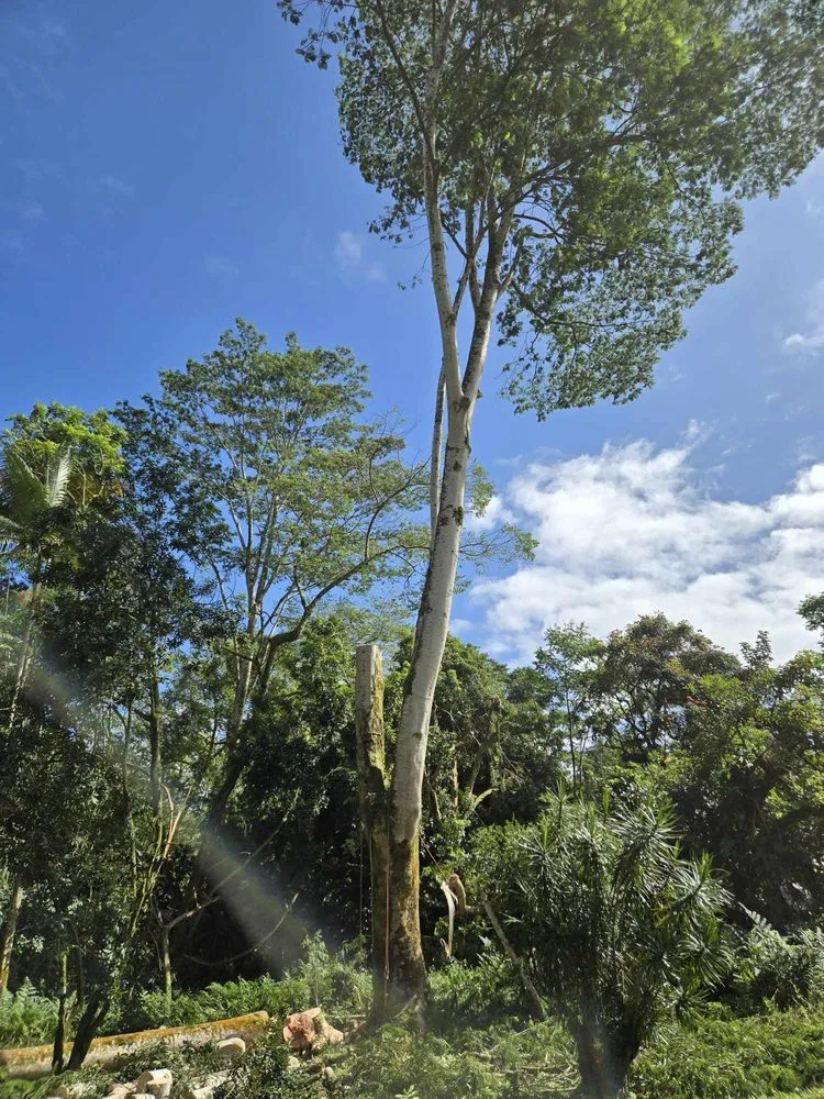 Top-rated garden landscaping experts serving Keaau, HI - Aloha Aina Tree Service