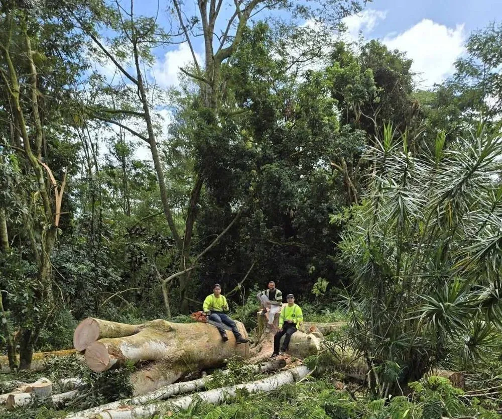 Trusted landscape installation for year-round maintenance across Keaau, HI - Aloha Aina Tree Service