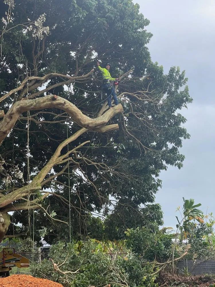 Reliable lawn mowing service for residential properties across Keaau, HI - Aloha Aina Tree Service