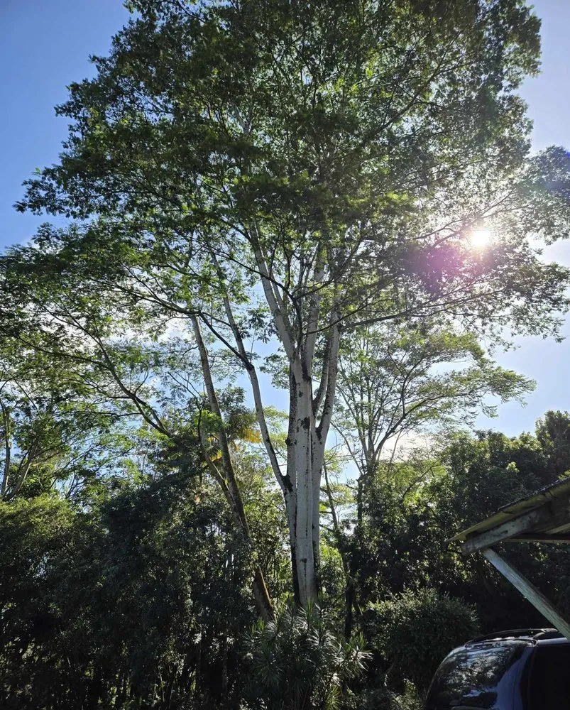 Local landscape design for homes across Keaau, HI - Aloha Aina Tree Service