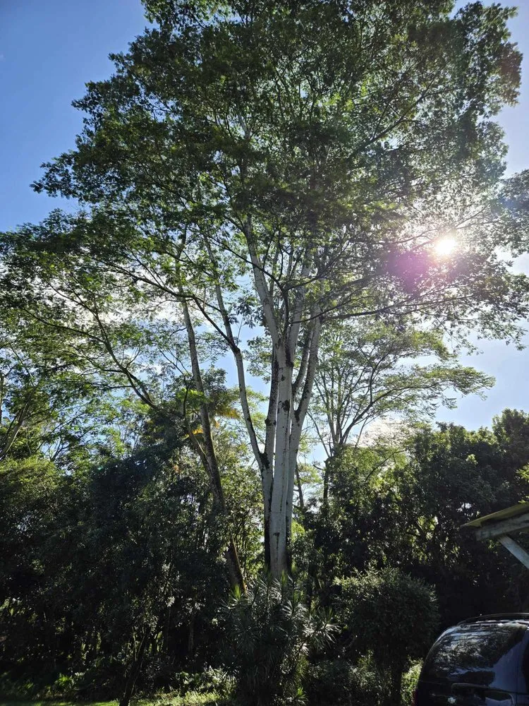 Professional residential landscaping for homes across Keaau, HI - Aloha Aina Tree Service