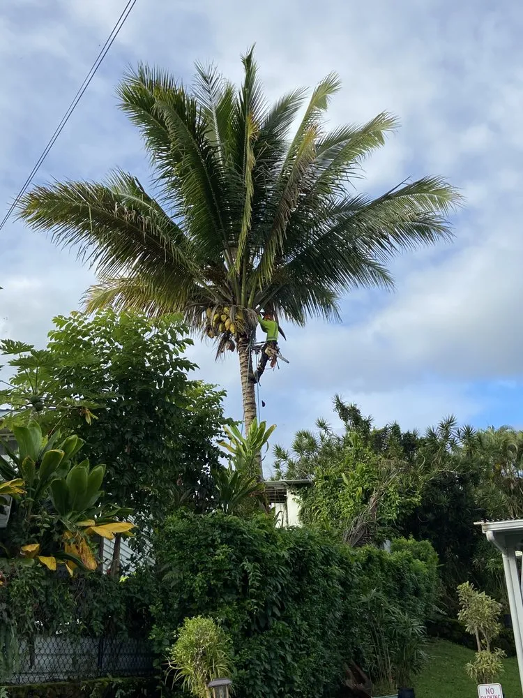 Top-rated landscape design in Keaau, HI - Aloha Aina Tree Service