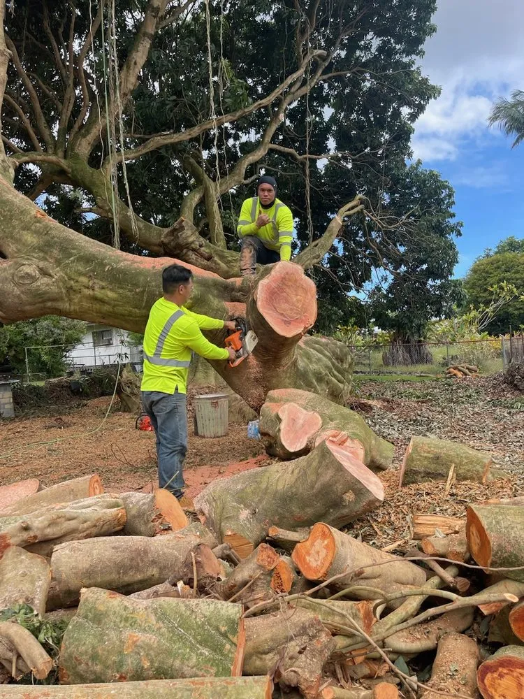 Expert lawn care service in Keaau, HI - Aloha Aina Tree Service
