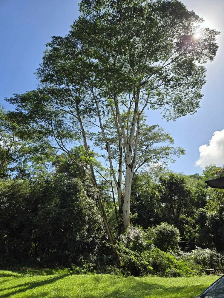 Trusted residential landscaping experts serving Keaau, HI - Aloha Aina Tree Service