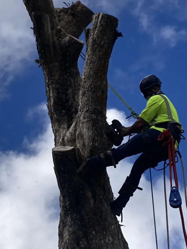 Reliable residential landscaping for outdoor upgrades across Keaau, HI - Aloha Aina Tree Service