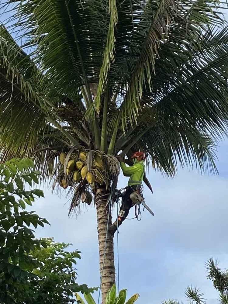 Reliable residential landscaping with custom design in Keaau, HI by Aloha Aina Tree Service