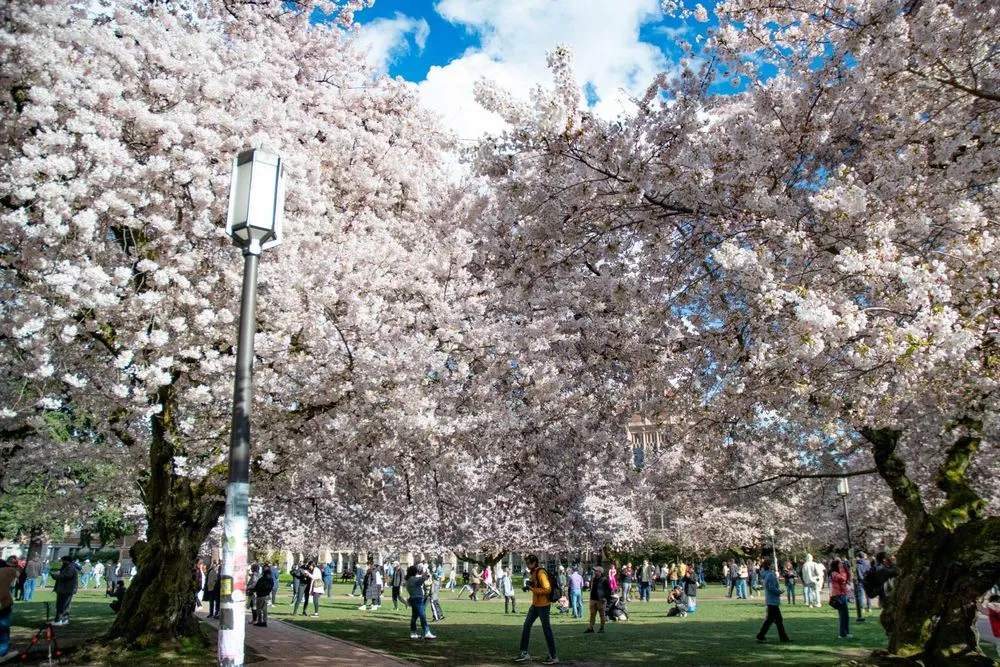 Affordable landscape design in Seattle, WA - Aloha Evergreen