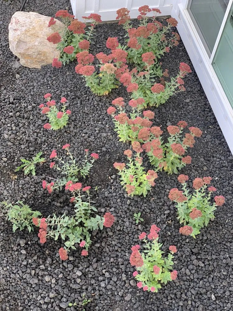 Professional landscaping services experts serving Lehi, UT - Aloha Landscape & Lawn