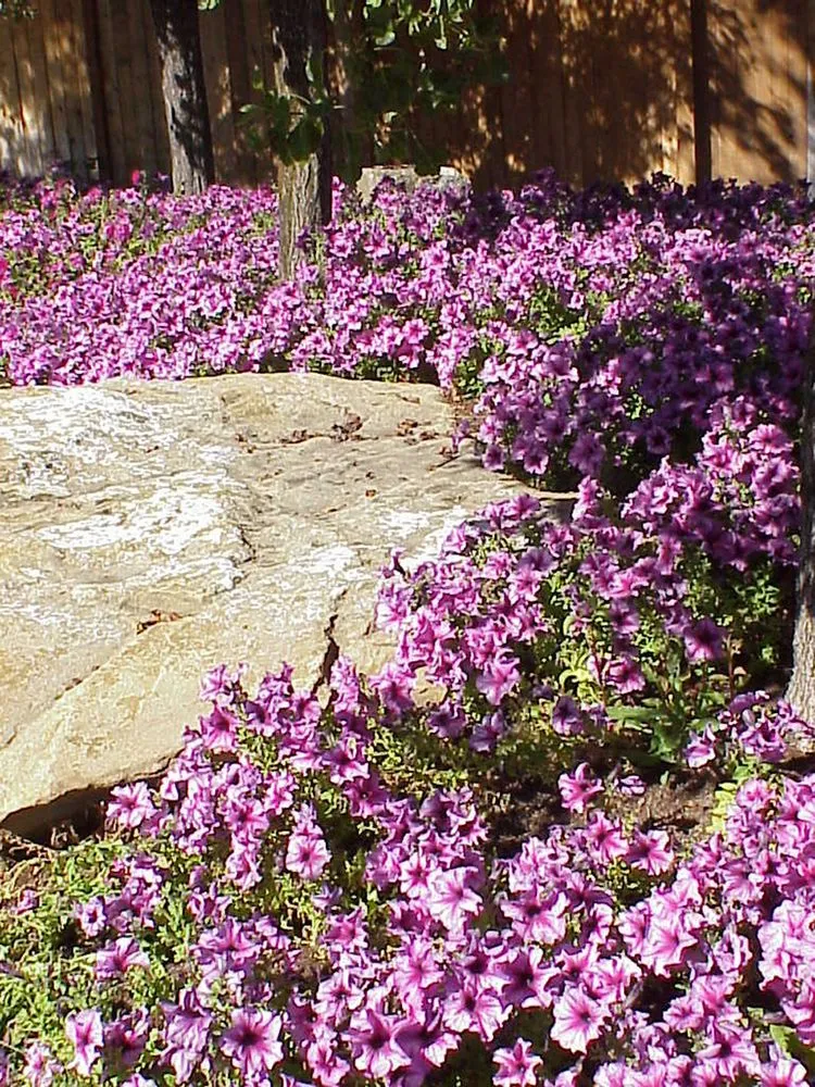 Professional landscape installation for year-round maintenance across Boise, ID - Aloha Landscape & Sprinkler