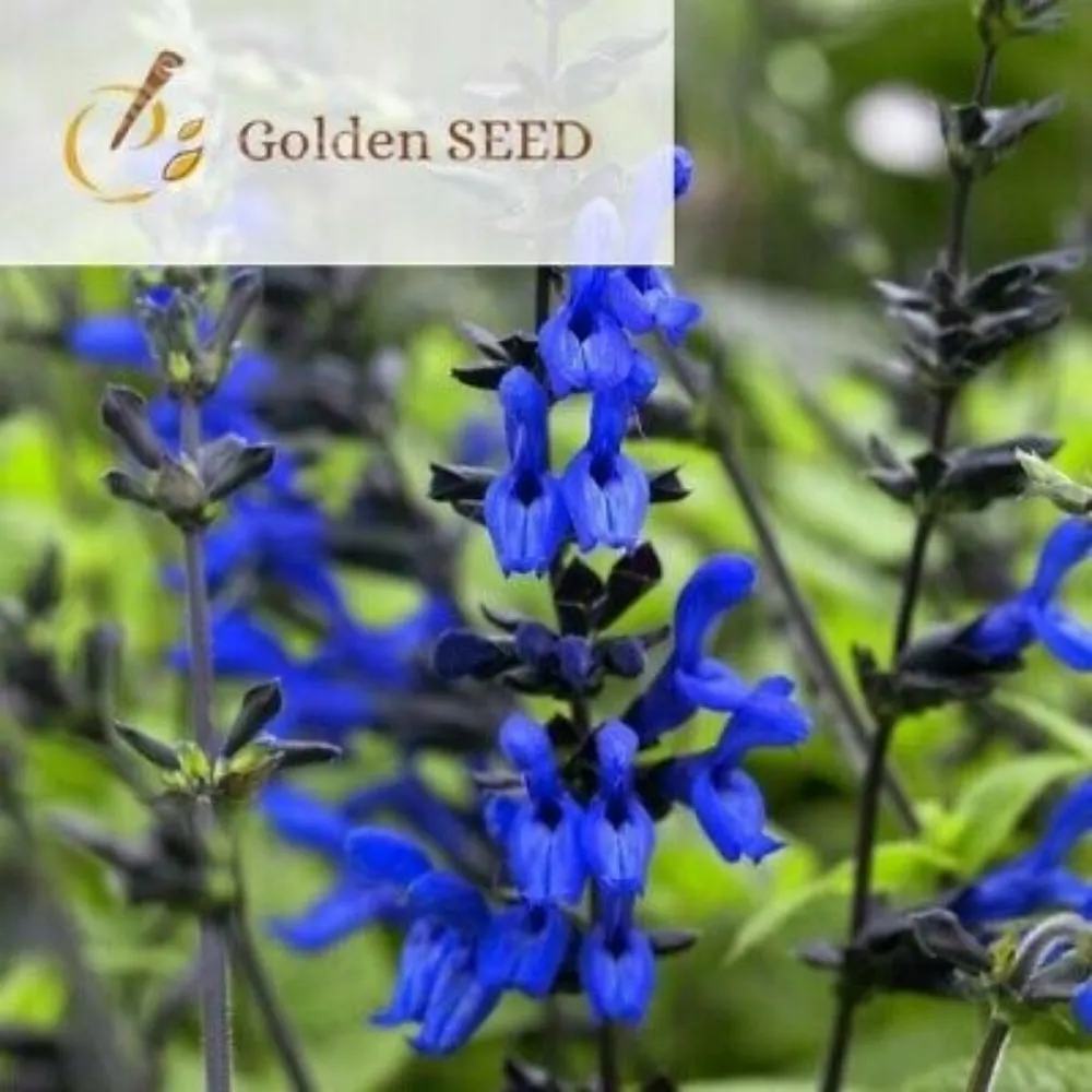 Custom lawn care service for outdoor upgrades across Cedar Park, TX - Aloha Landscaping