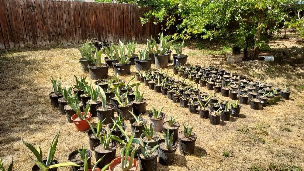 Expert landscape design for residential properties across Cedar Park, TX - Aloha Landscaping