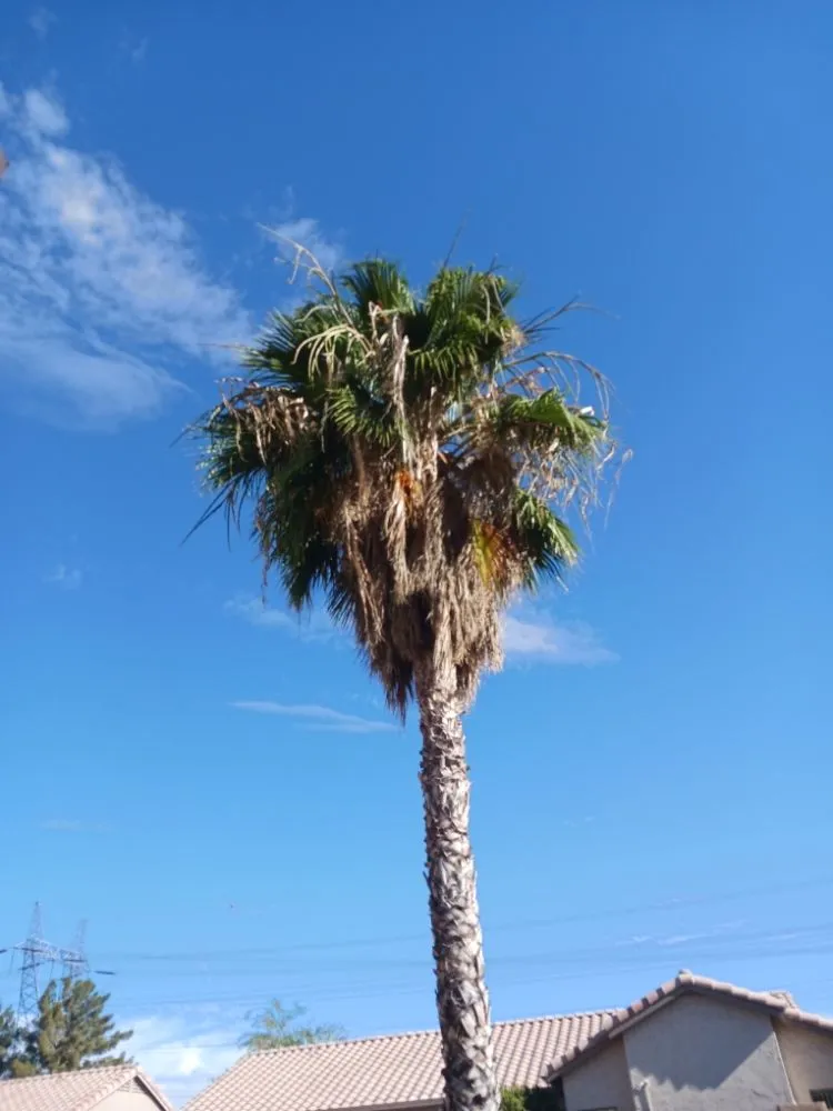 Local garden landscaping in Maricopa, AZ by Aloha Landscaping