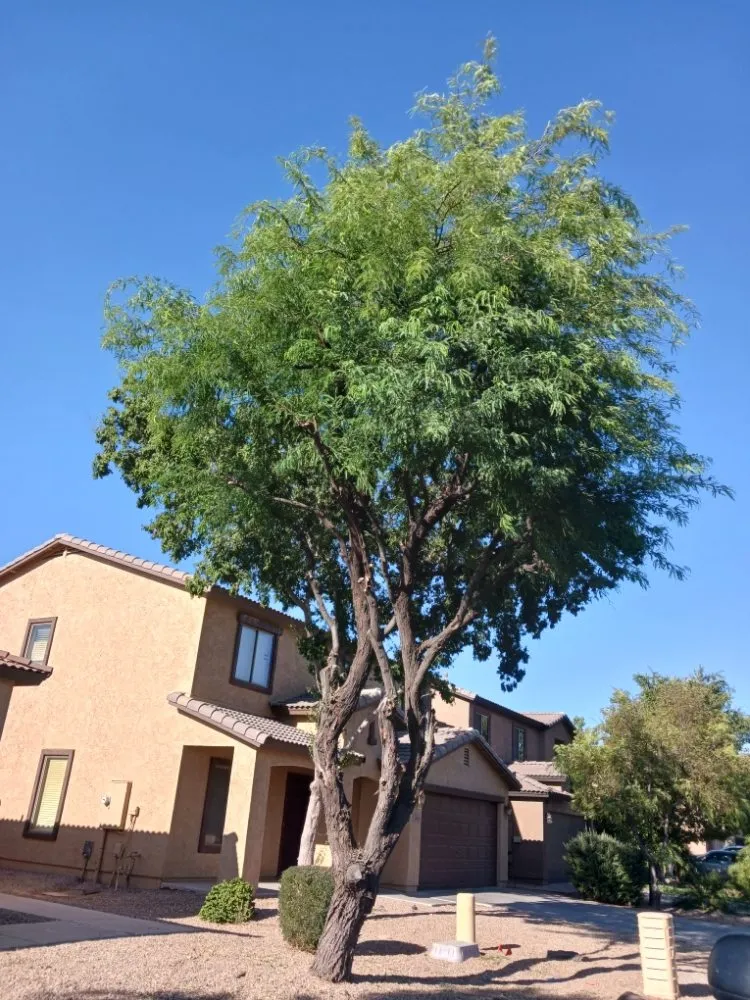 Custom landscape installation in Maricopa, AZ - Aloha Landscaping