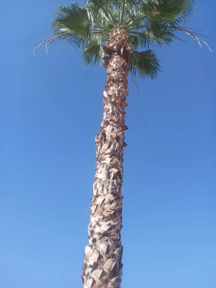 Reliable landscape installation in Maricopa, AZ - Aloha Landscaping