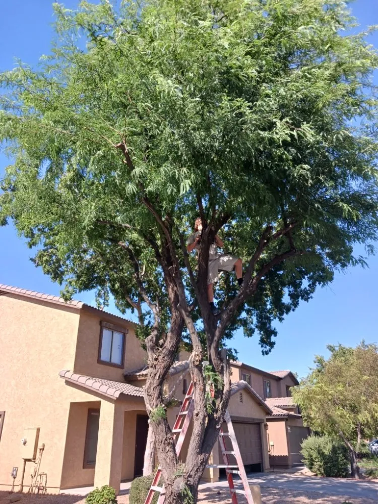 Professional outdoor landscaping in Maricopa, AZ by Aloha Landscaping