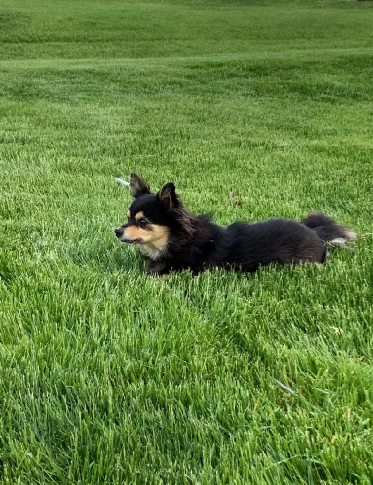 Custom yard maintenance in Joliet, IL by Aloha Lawn Care