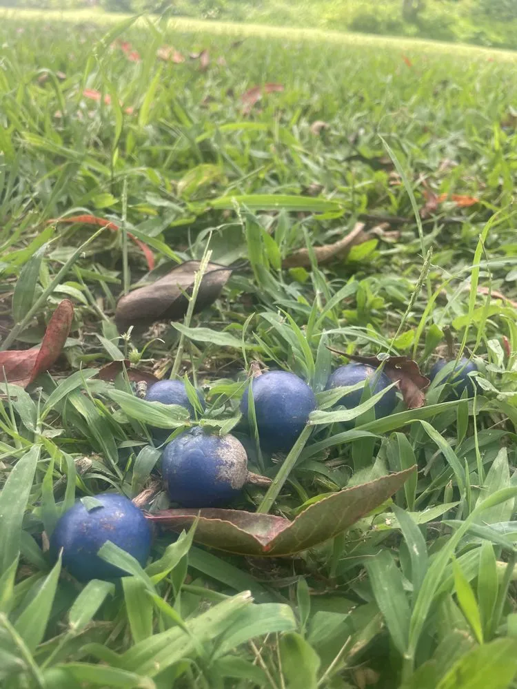 Affordable residential landscaping in Kula, HI by Aloha Small Yard Maintenance