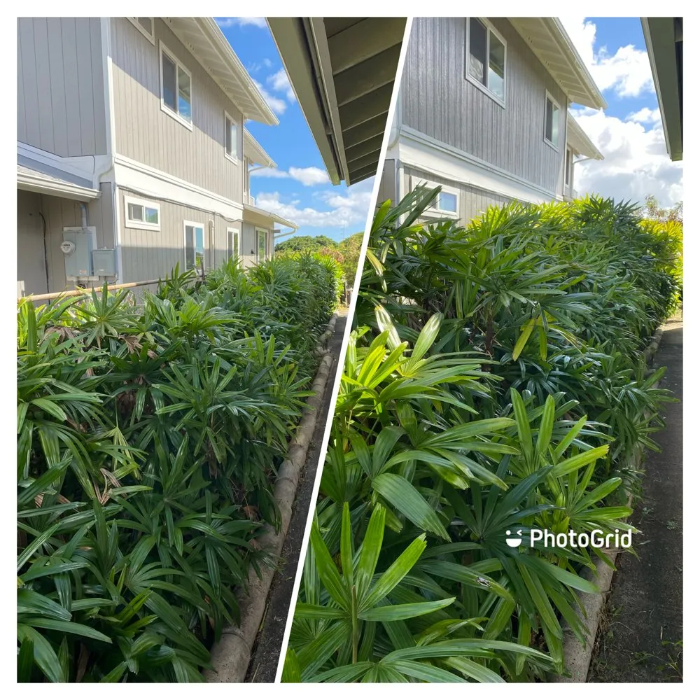Trusted yard maintenance for beautiful yards across Waialua, HI - Aloha Yard Services