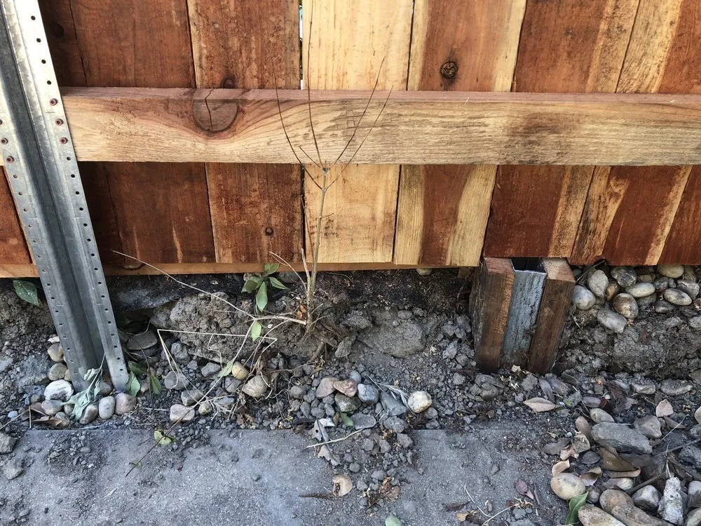 Trusted yard maintenance for residential properties across Sacramento, CA - Alongi Yardscapes