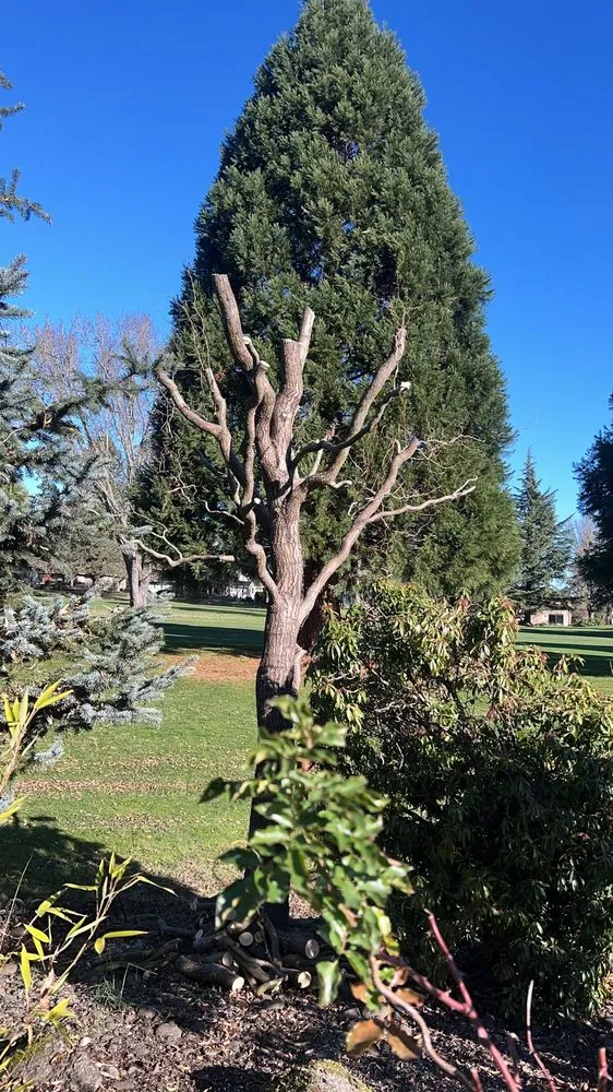 Local yard maintenance for year-round maintenance in Hillsboro, OR by Alonso Landscape Services