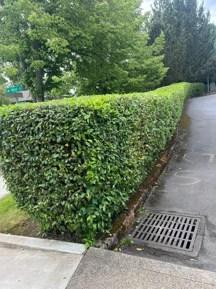 Affordable residential landscaping in Hillsboro, OR - Alonso Landscape Services