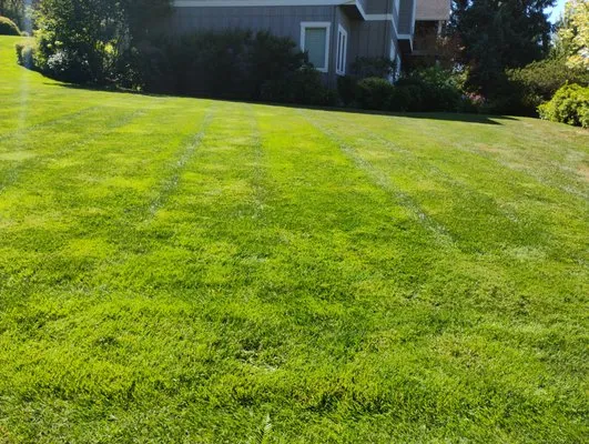 Alonso Lanscaping Logo