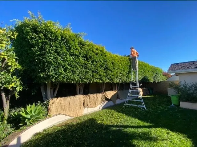 Custom yard cleanup service experts serving Perris, CA - Alonzo Landscape