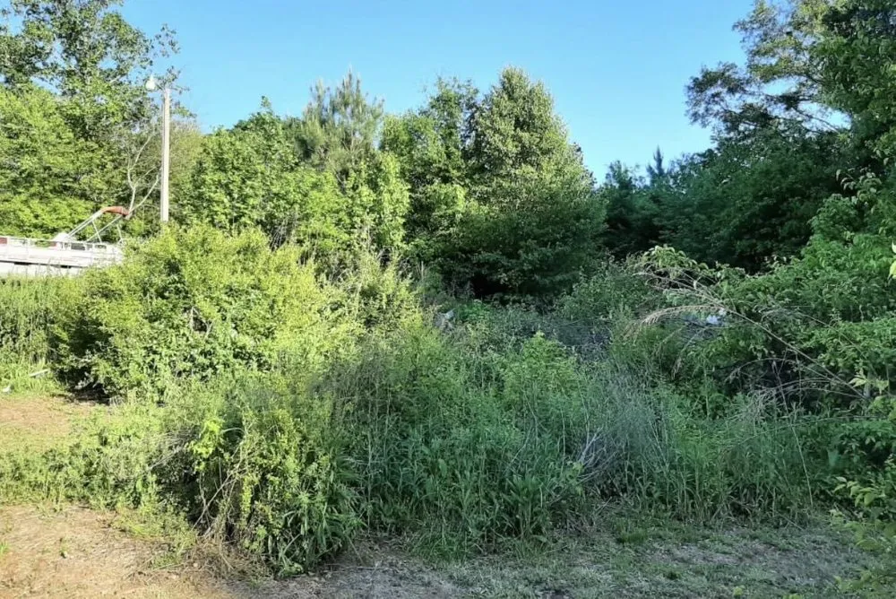 Reliable yard cleanup service experts serving Kansas City, MO - Alpha & Omega