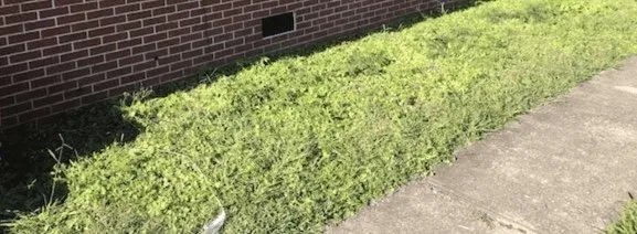 Expert garden landscaping experts serving Kansas City, MO - Alpha & Omega