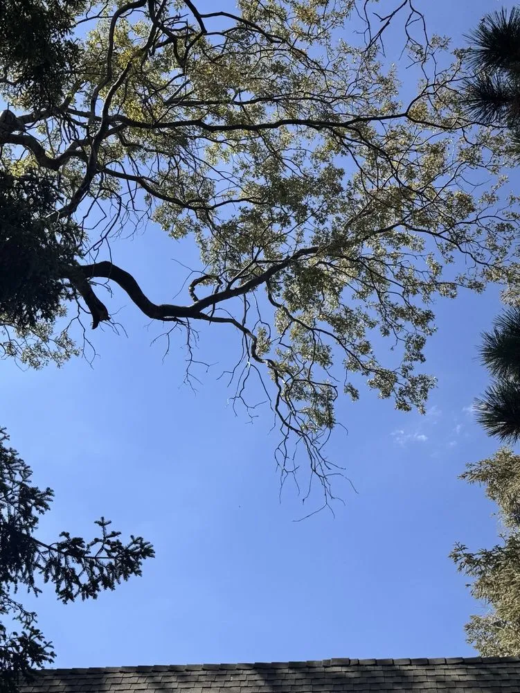 Local landscape installation in Apple Valley, CA - Alpha & Omega Landscaping