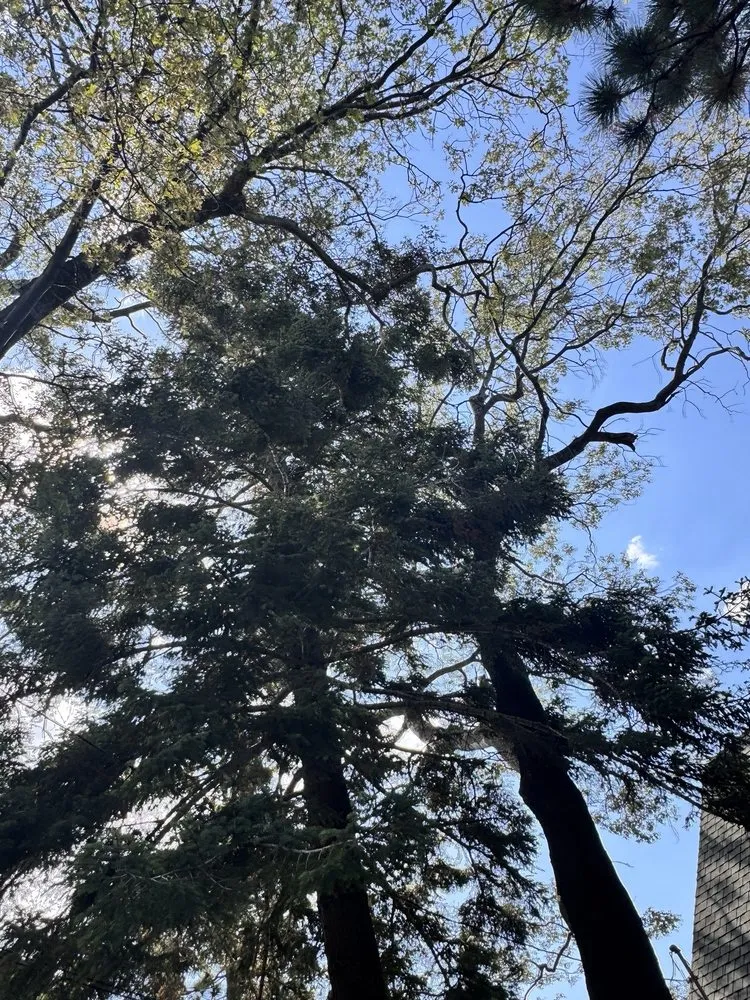 Expert garden landscaping in Apple Valley, CA - Alpha & Omega Landscaping