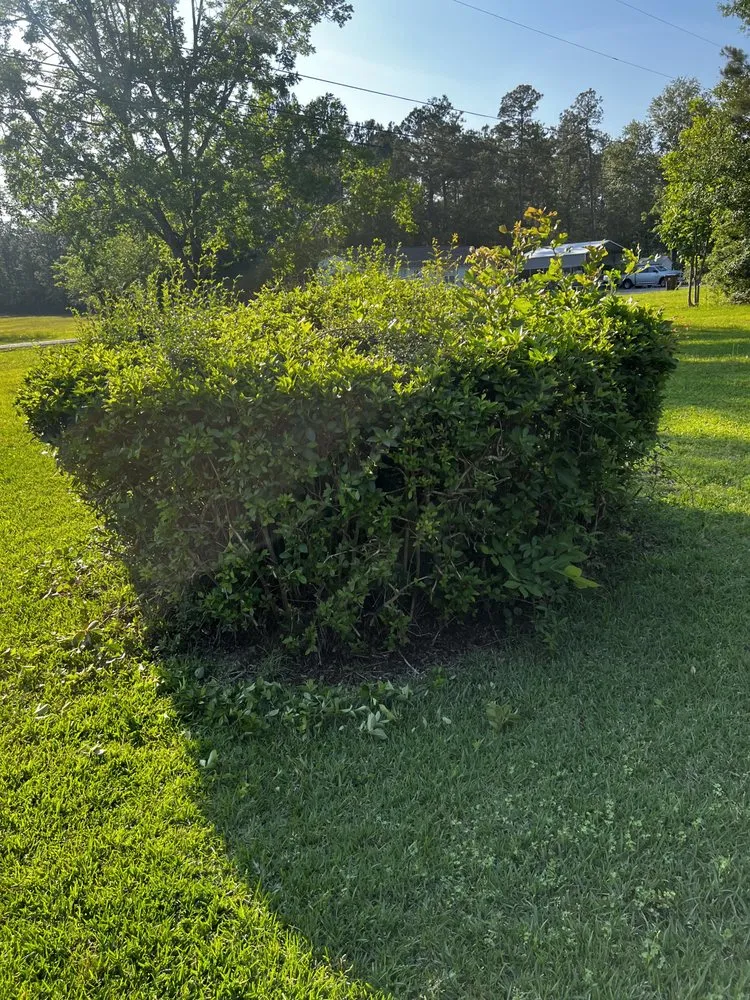 Custom yard cleanup service in Biloxi, MS - Alpha & Omega Landscaping