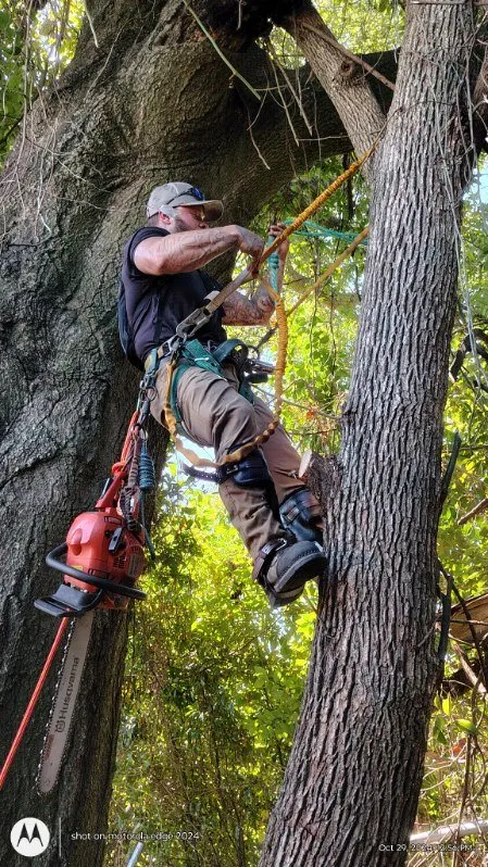 Professional lawn care service in Zephyrhills, FL - Alpha & Omega Tree Service